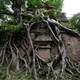 Like the Angkor complex, many of the Sambor Prei Kuk temple zone’s buildings are wrapped in roots after being neglected for centuries.